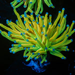 Holy Grail Torch Euphyllia Coral with flowing tentacles in reef aquarium