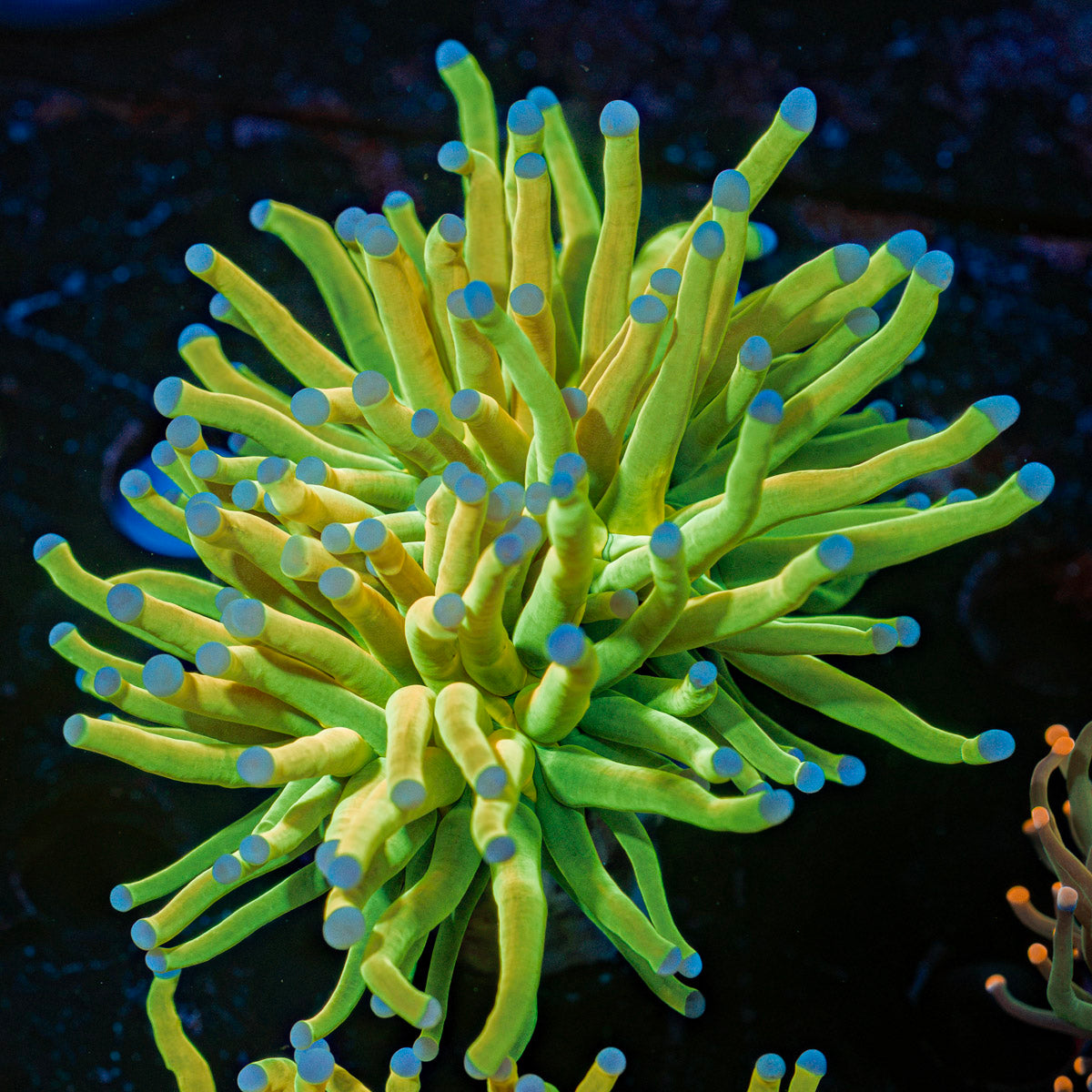 Holy Grail Torch Euphyllia Coral with flowing tentacles in reef aquarium