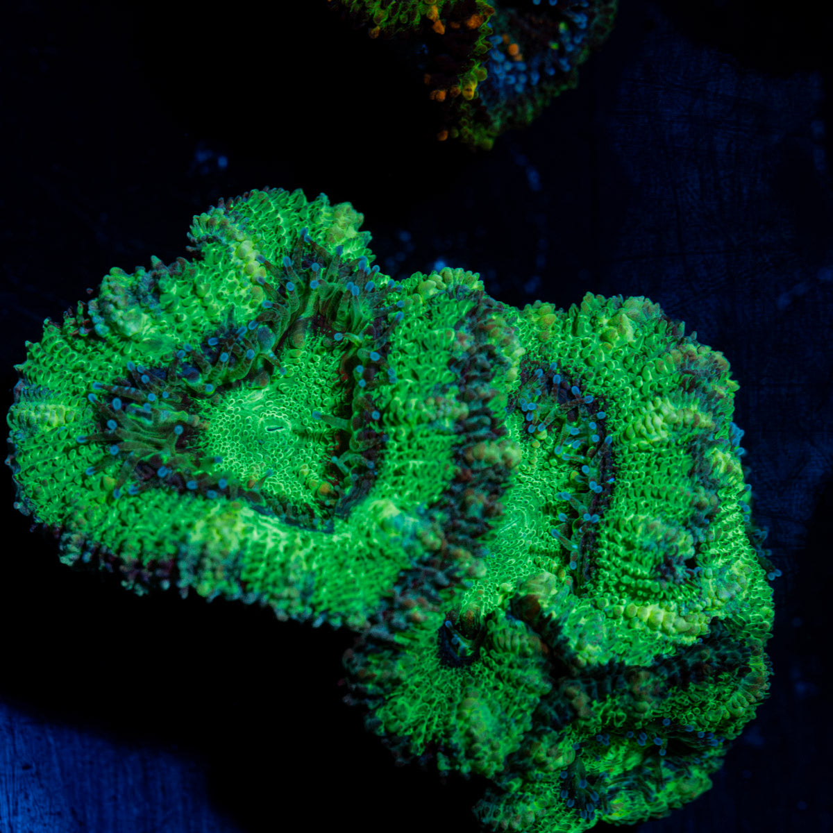 Acan Coral with fleshy polyps in reef aquarium