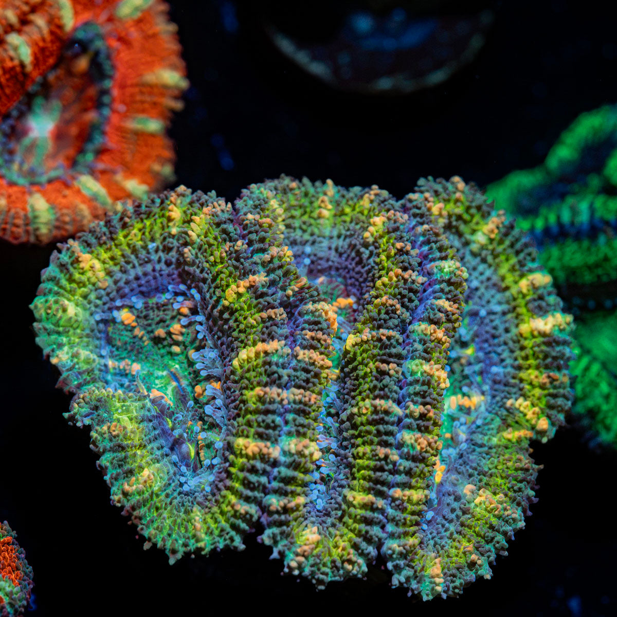 Acan Coral with fleshy polyps in reef aquarium
