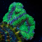 Acan Coral with fleshy polyps in reef aquarium