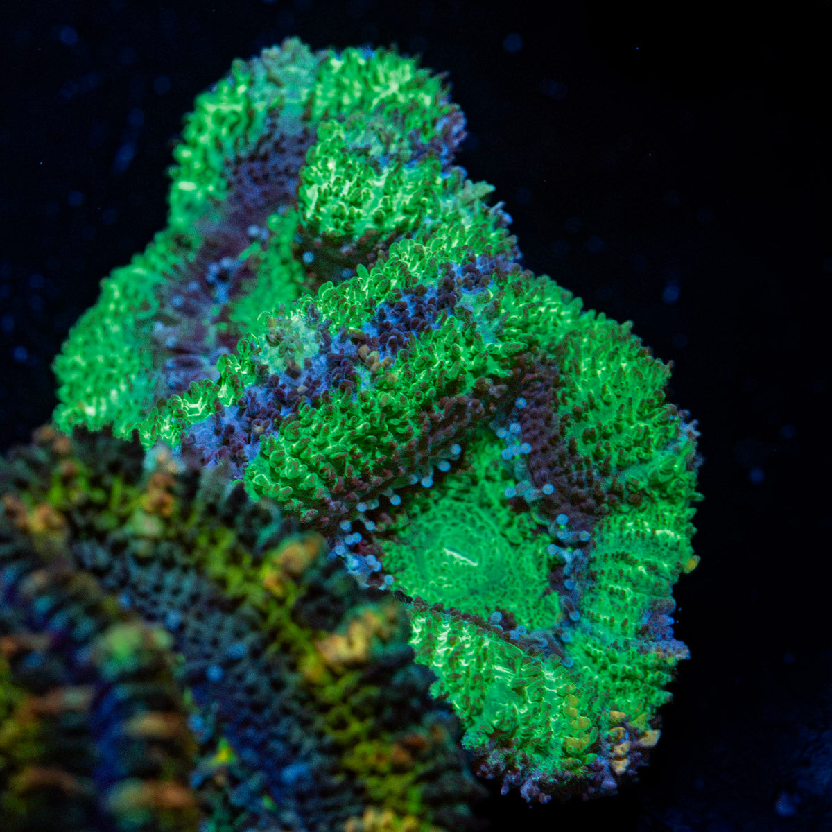 Acan Coral with fleshy polyps in reef aquarium