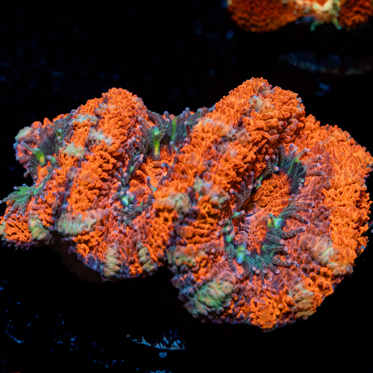 Acan Coral with fleshy polyps in reef aquarium