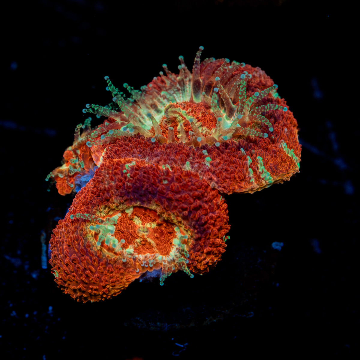 Acan Coral with fleshy polyps in reef aquarium