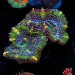 Acan Coral with fleshy polyps in reef aquarium
