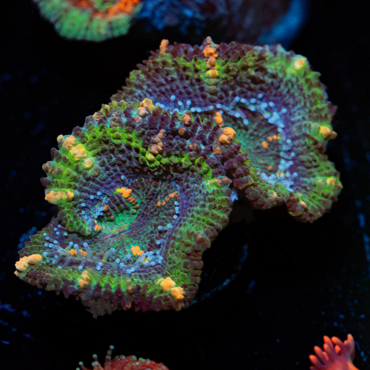 Acan Coral with fleshy polyps in reef aquarium