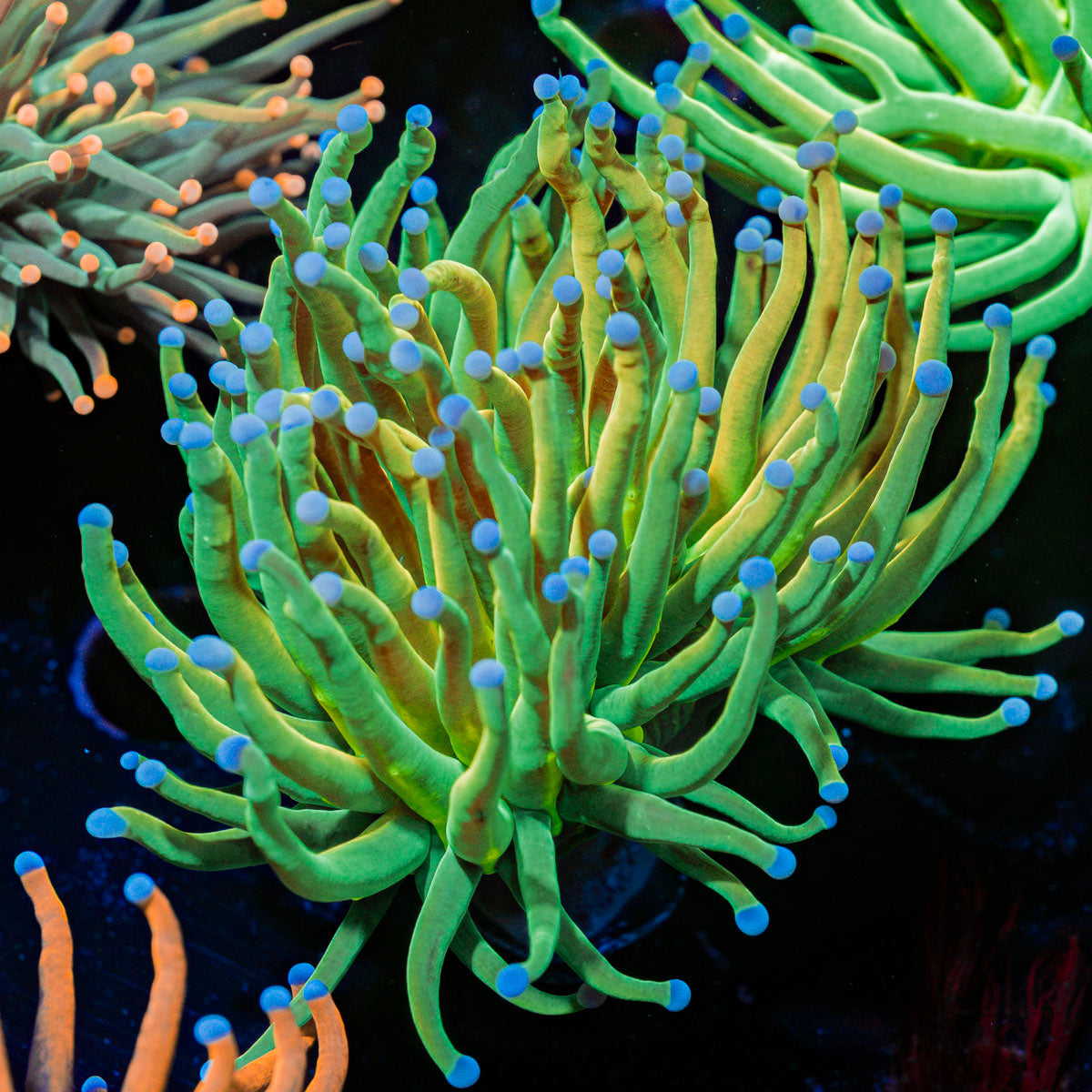 Holy Grail Torch Euphyllia Coral with flowing tentacles in reef aquarium