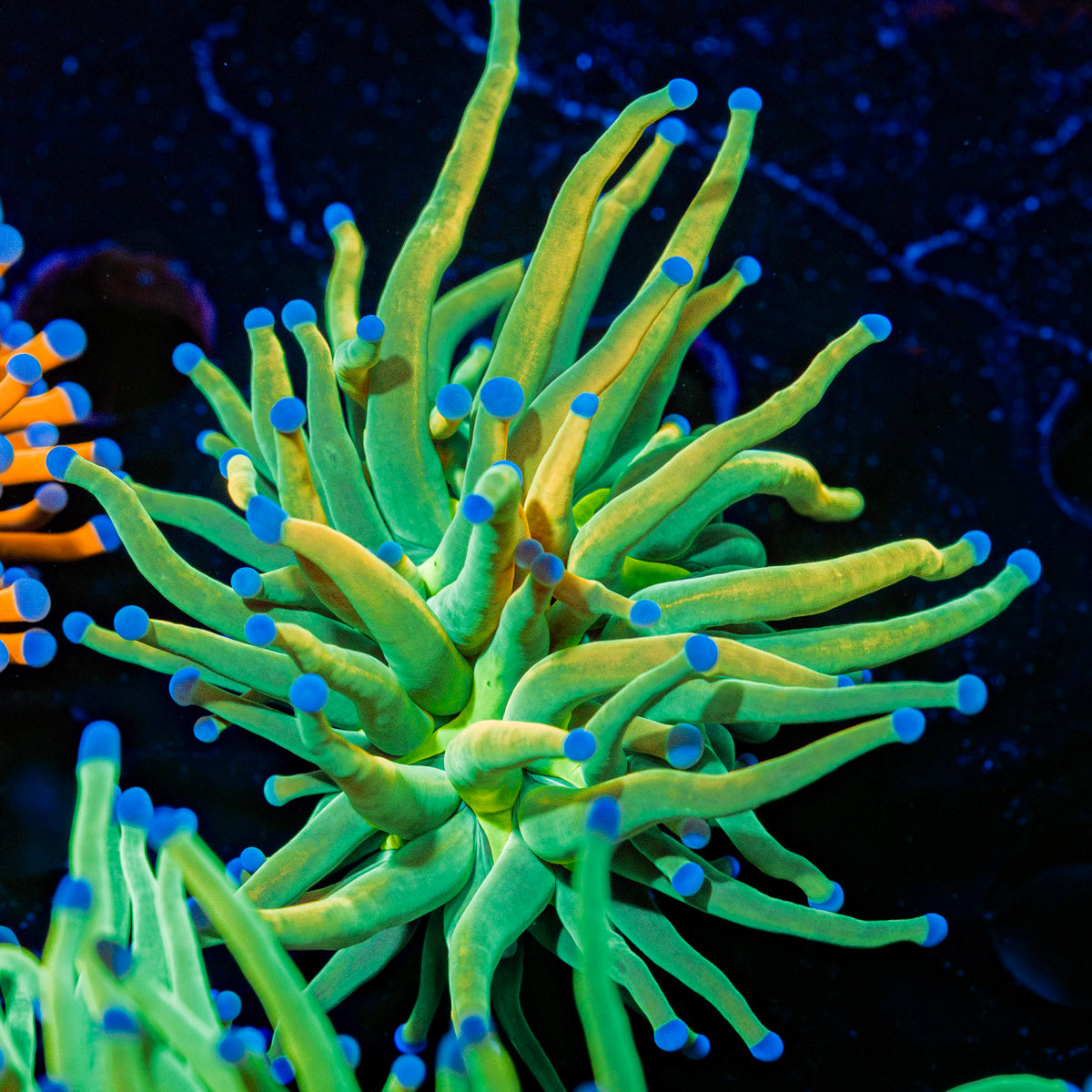Holy Grail Torch Euphyllia Coral with flowing tentacles in reef aquarium