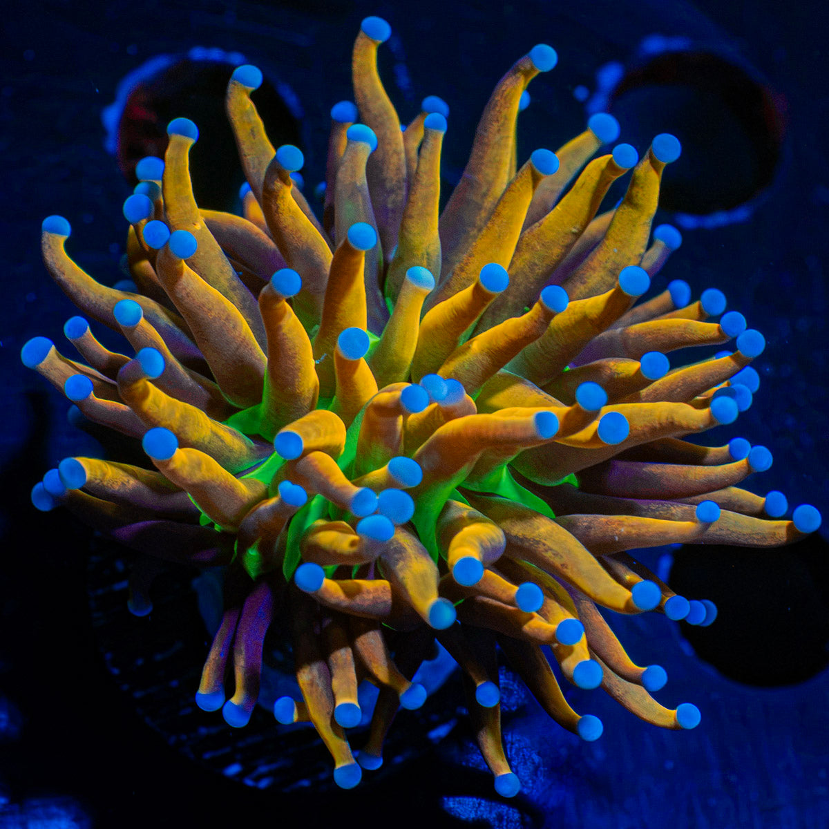 Mardi Gra Torch Euphyllia Coral with flowing tentacles in reef aquarium