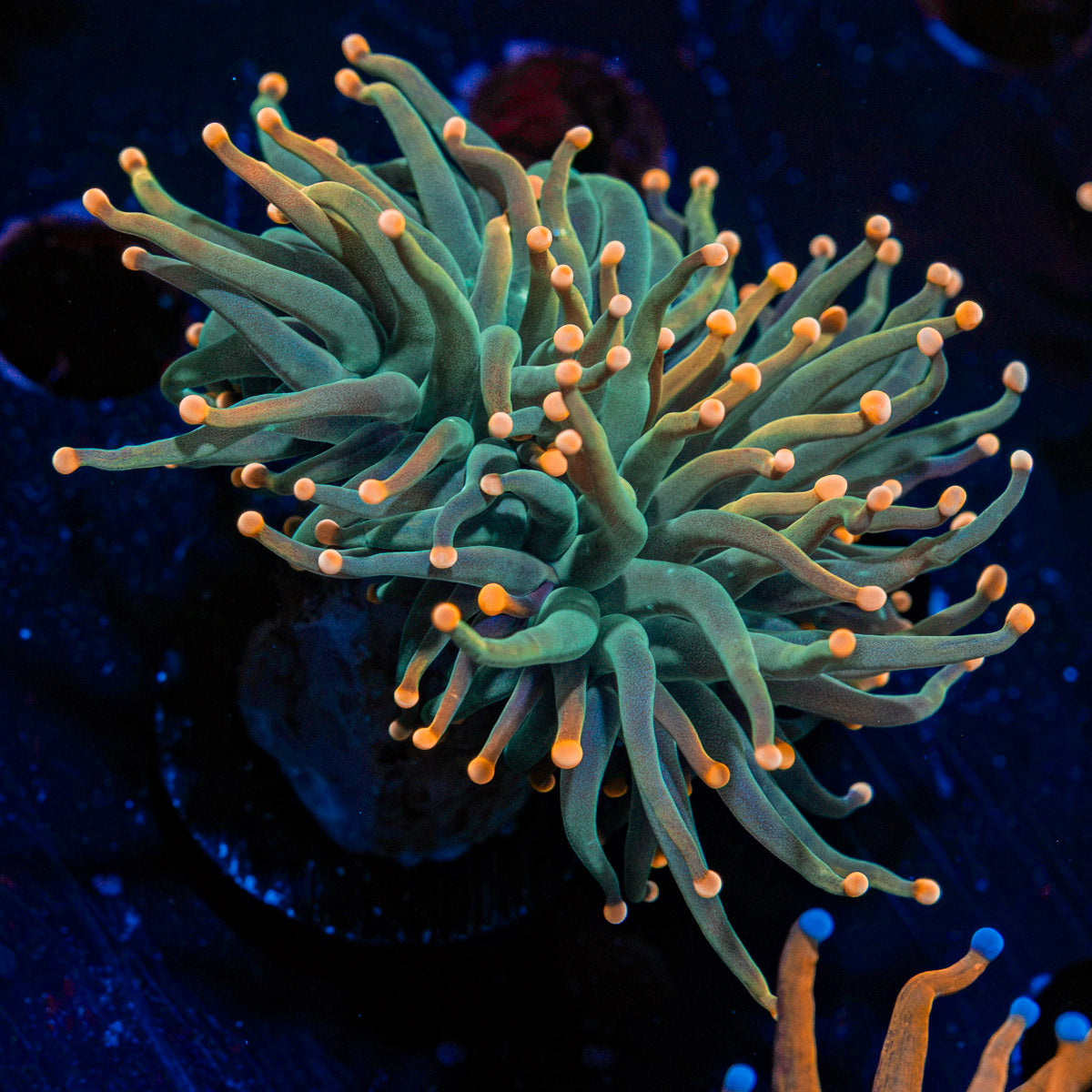 2GC Rapunzel Torch Euphyllia Coral with flowing tentacles in reef aquarium