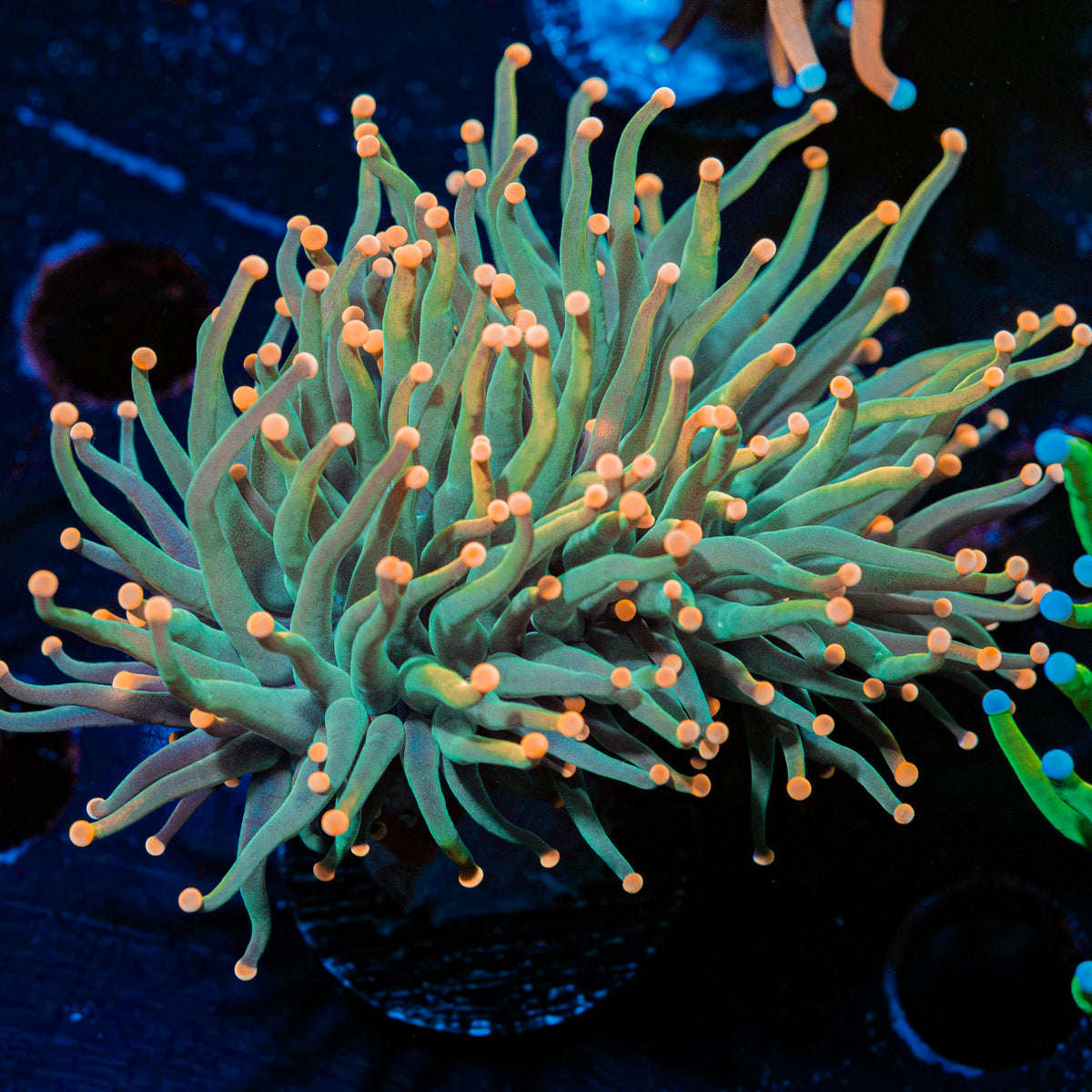 2GC Rapunzel Torch Euphyllia Coral with flowing tentacles in reef aquarium