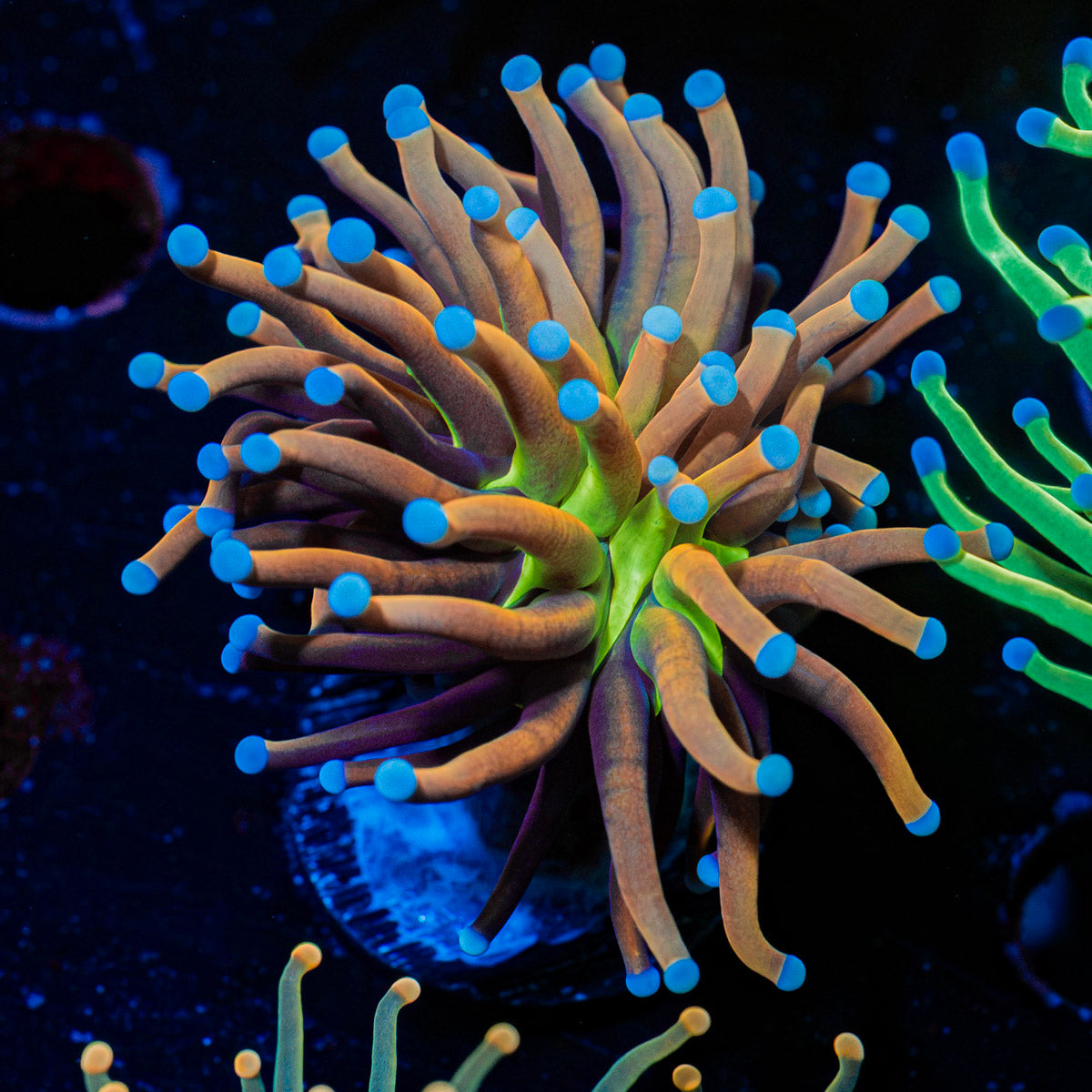 Mardi Gra Torch Euphyllia Coral with flowing tentacles in reef aquarium