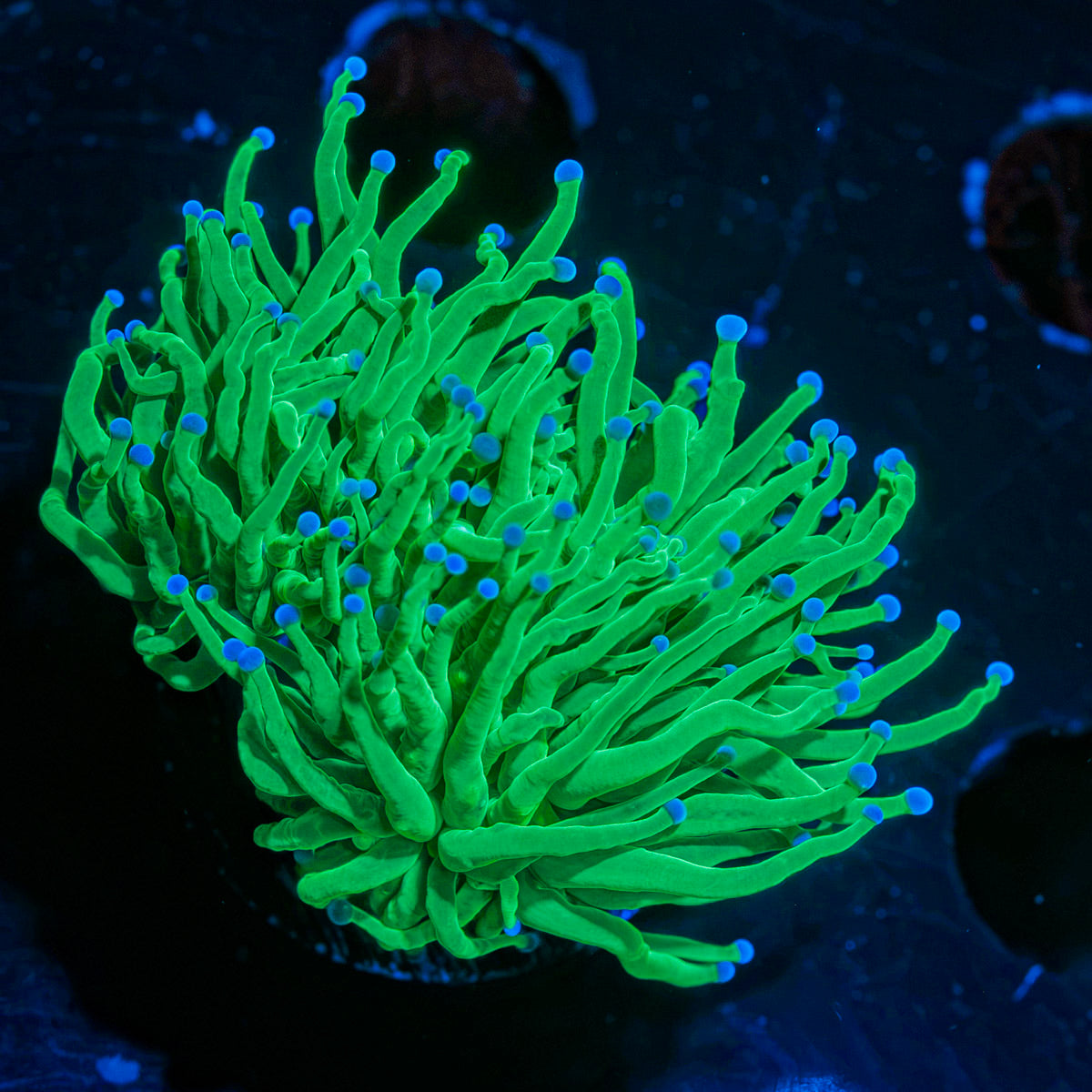 Todds Torch Euphyllia Coral with flowing tentacles in reef aquarium