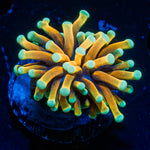 Inferno Torch Euphyllia coral with flowing tentacles in reef aquarium