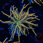 Dragon Tamer Torch Euphyllia Coral with flowing tentacles in reef aquarium