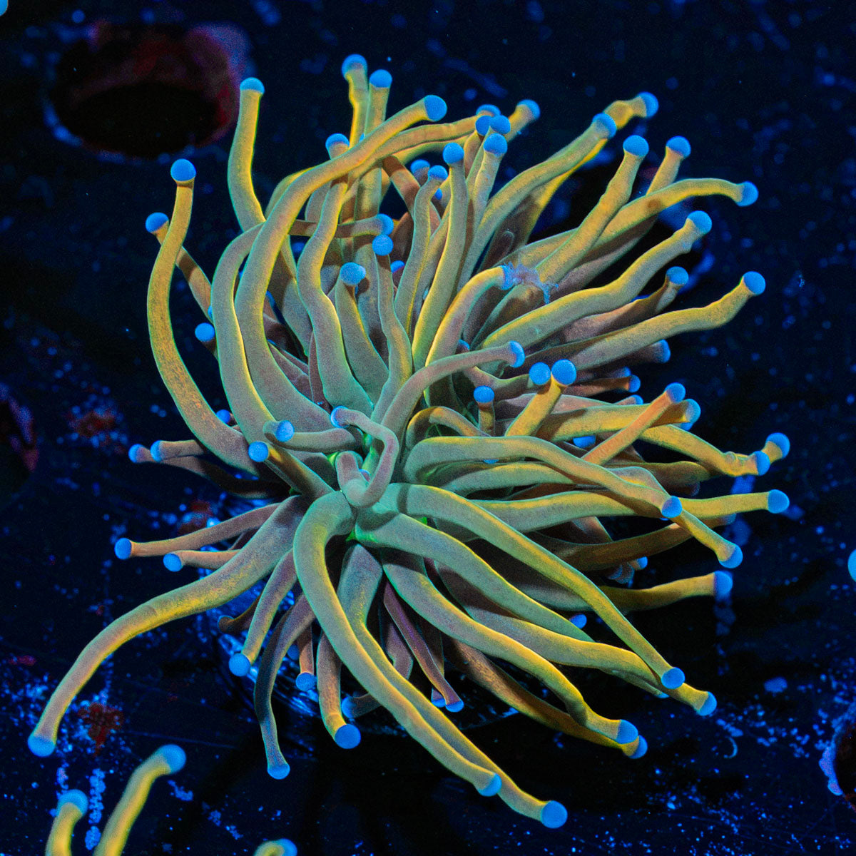 Dragon Tamer Torch Euphyllia Coral with flowing tentacles in reef aquarium