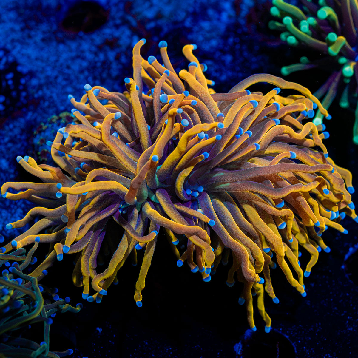 New York Knicks Torch Euphyllia Coral with flowing tentacles in reef aquarium
