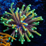 Dragon Soul Torch Euphyllia Coral with flowing tentacles in reef aquarium