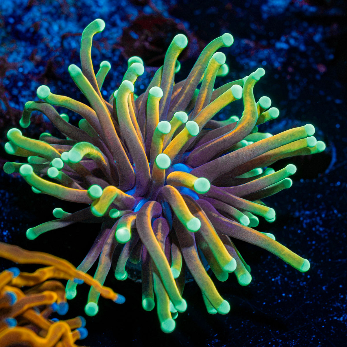 Dragon Soul Torch Euphyllia Coral with flowing tentacles in reef aquarium