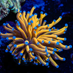 24k Torch Euphyllia Coral with flowing tentacles in reef aquarium