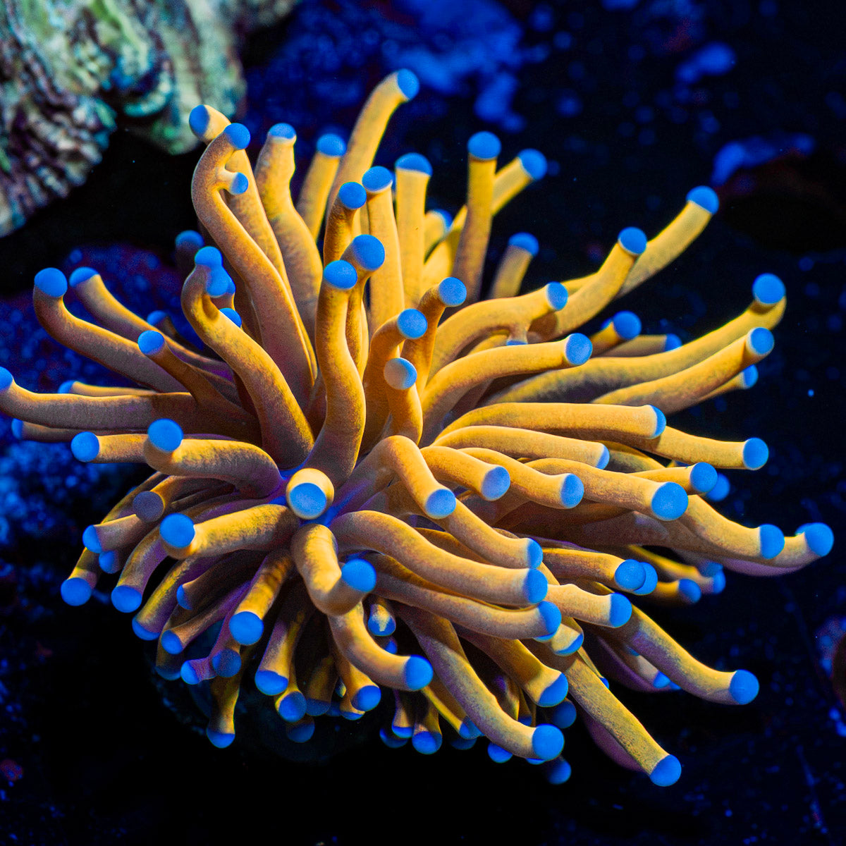 24k Torch Euphyllia Coral with flowing tentacles in reef aquarium