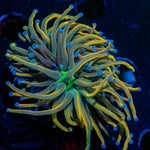 Dragon Tamer Torch Euphyllia Coral with flowing tentacles in reef aquarium