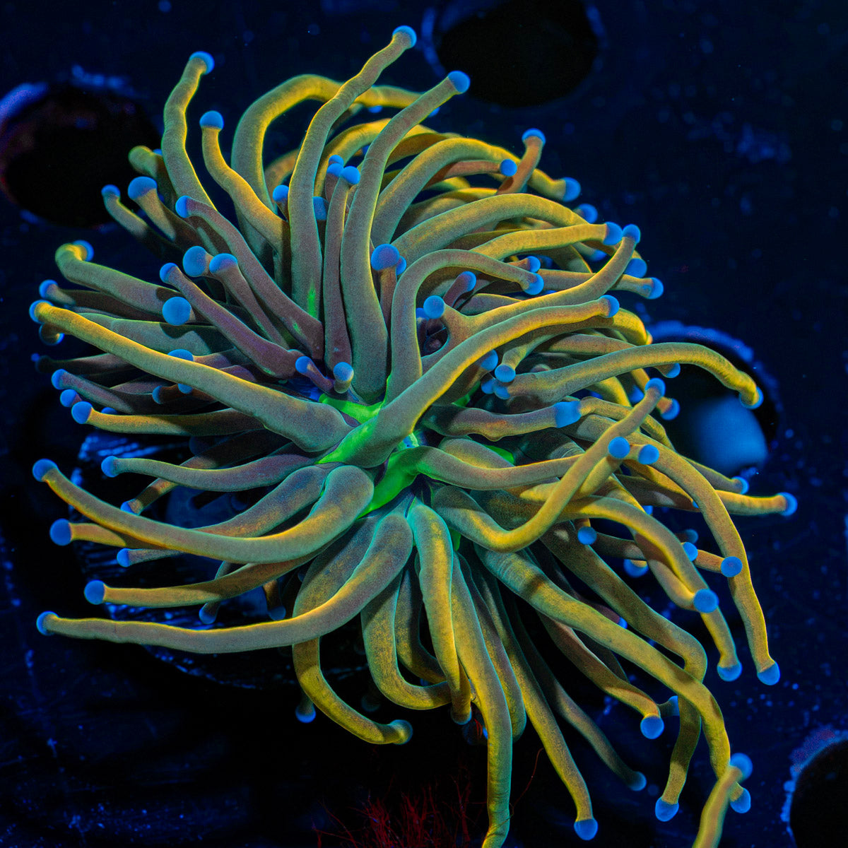 Dragon Tamer Torch Euphyllia Coral with flowing tentacles in reef aquarium