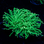 Cotton Candy Torch Euphyllia Coral with flowing tentacles in reef aquarium