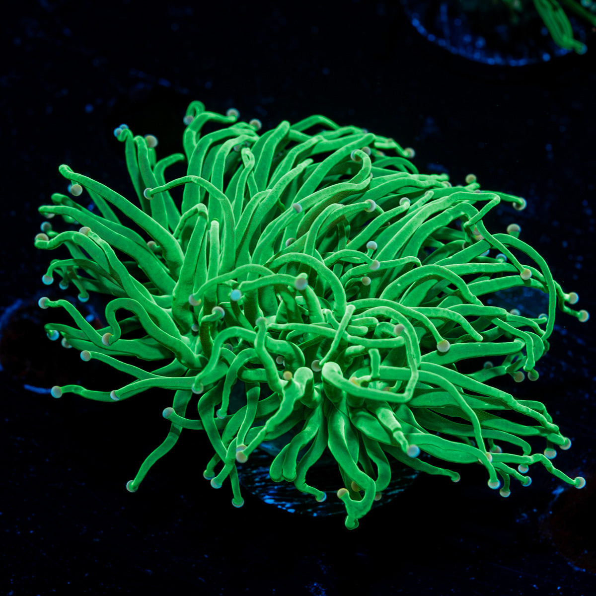 Cotton Candy Torch Euphyllia Coral with flowing tentacles in reef aquarium