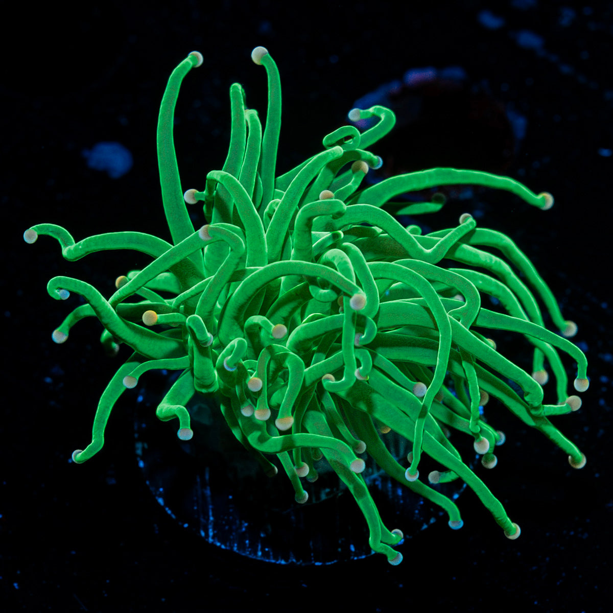 Cotton Candy Torch Euphyllia Coral with flowing tentacles in reef aquarium
