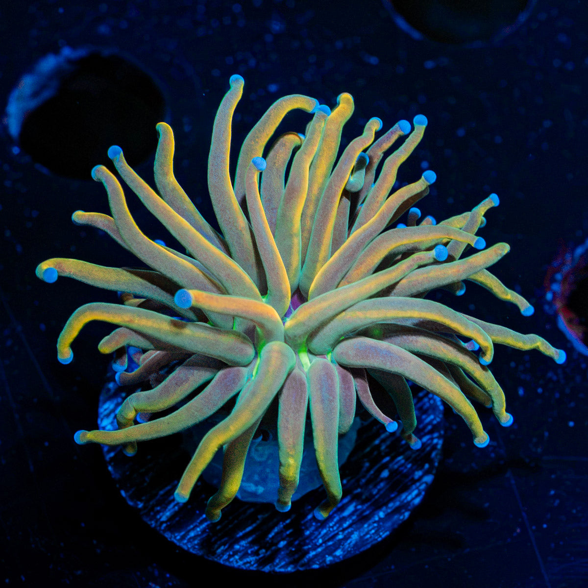 Dragon Tamer Torch Euphyllia Coral with flowing tentacles in reef aquarium