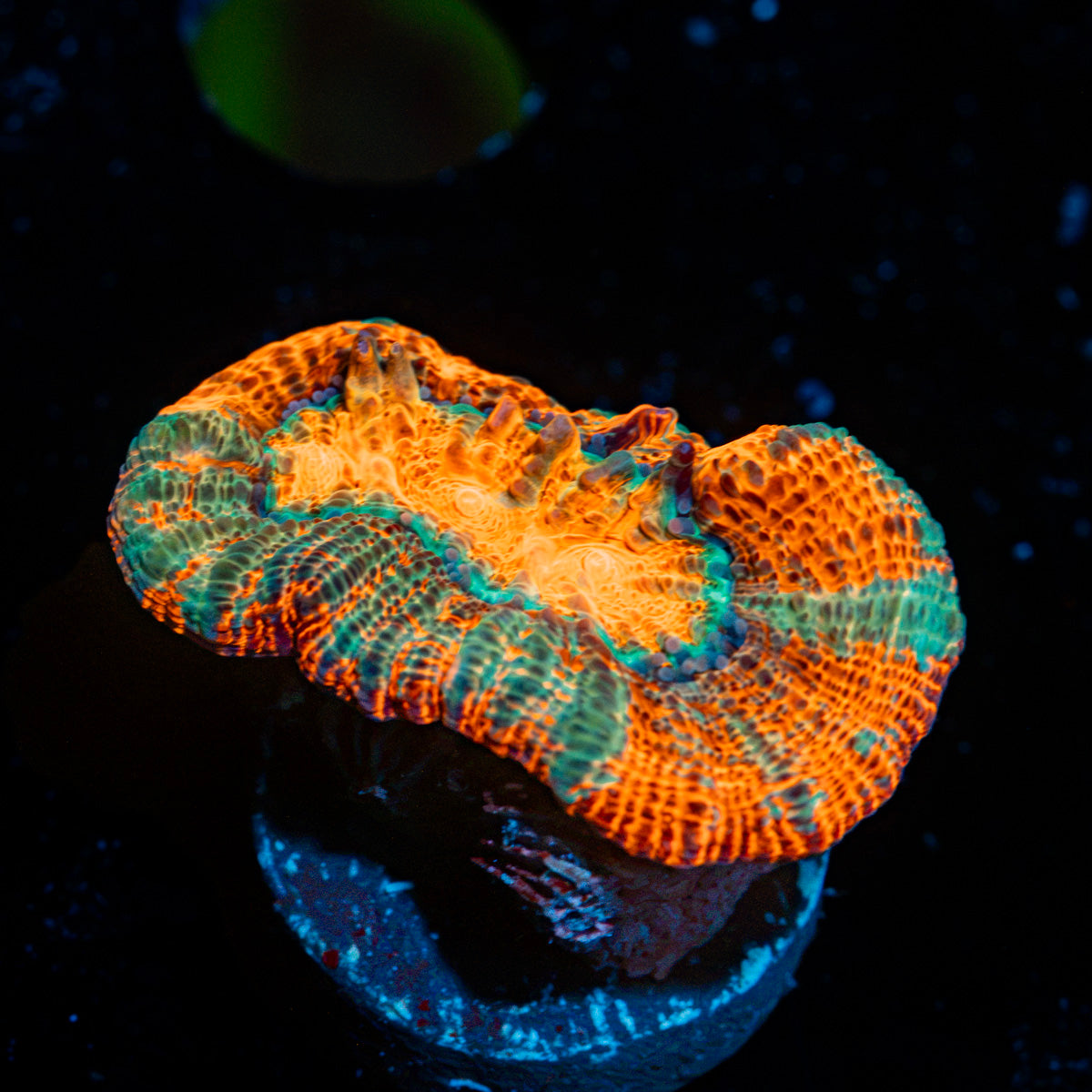Tsunami Wilsoni Coral with fleshy open polyp in reef aquarium