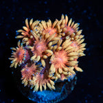 Iron Man Goniopora Coral with flower-like polyps in reef aquarium
