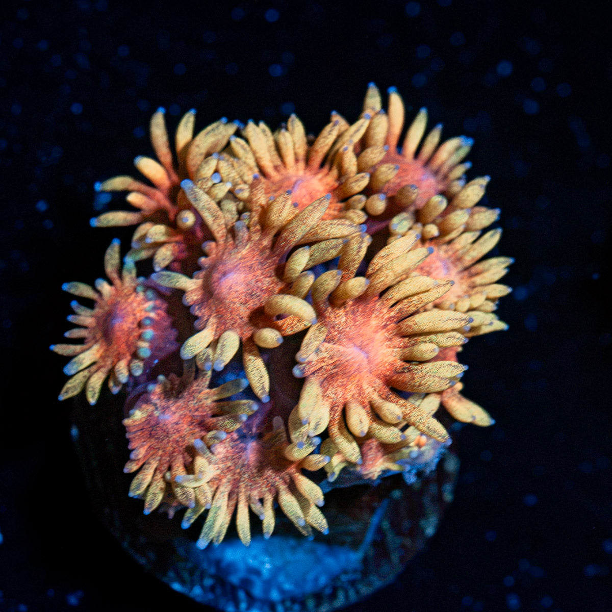 Iron Man Goniopora Coral with flower-like polyps in reef aquarium