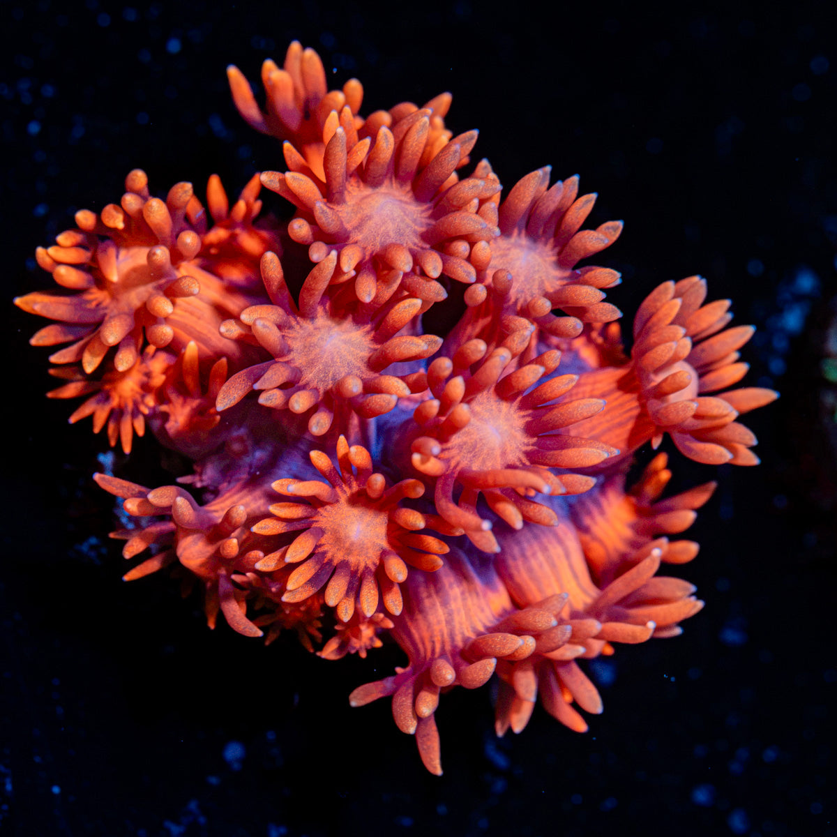 Red Bull Goniopora Coral with flower-like polyps in reef aquarium