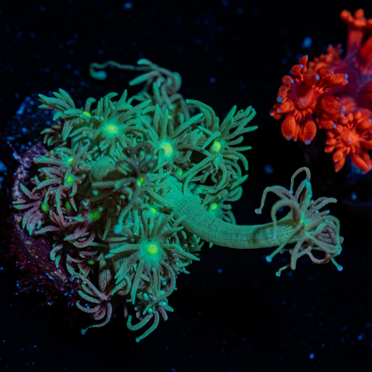 Toxic Green Goniopora Coral with flower-like polyps in reef aquarium
