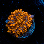 Sun Beam Yuma Mushroom Coral with orange mushroom disc in reef aquarium