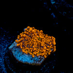 Sun Beam Yuma Mushroom Coral with mushroom disc in reef aquarium