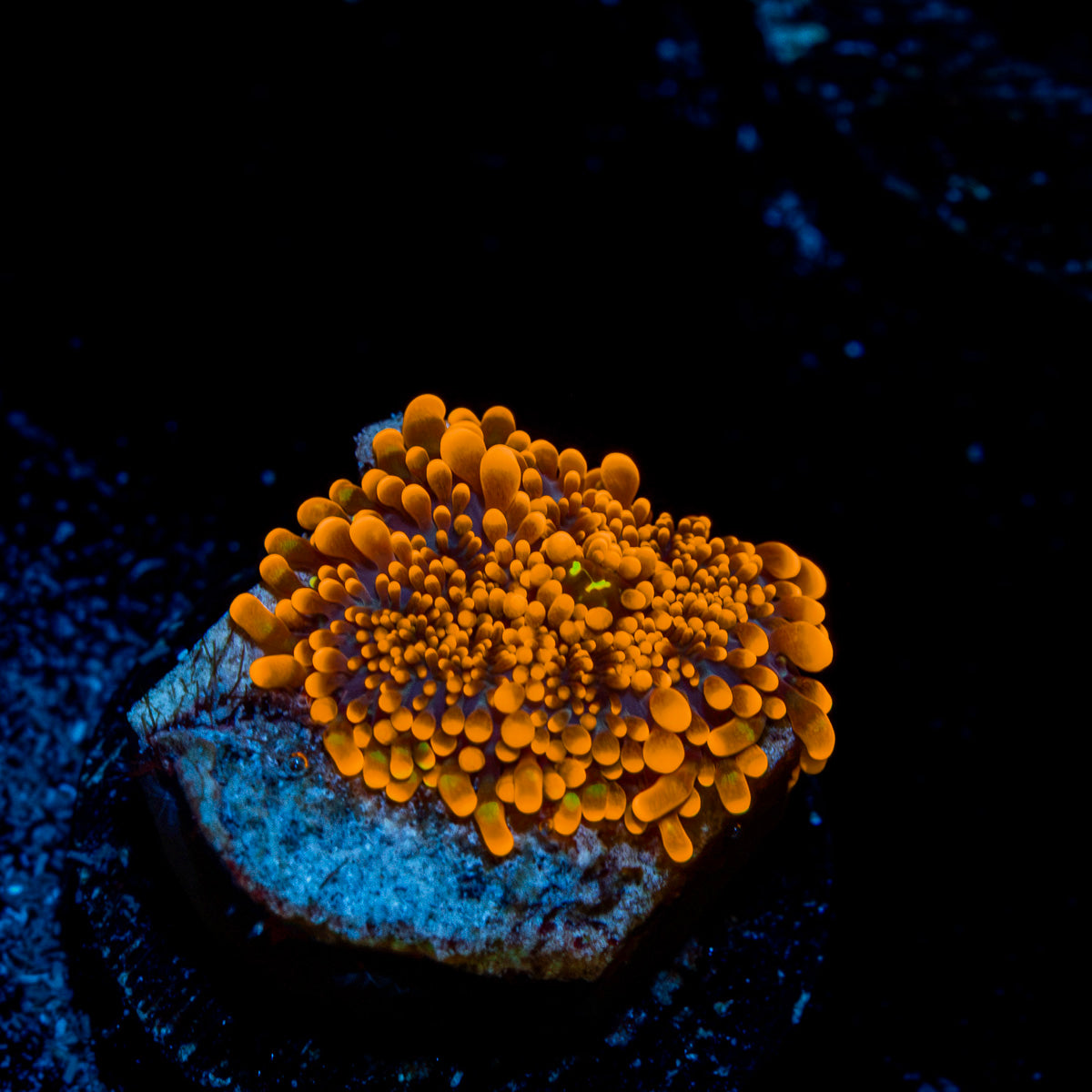 Sun Beam Yuma Mushroom Coral with mushroom disc in reef aquarium