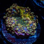 Rainbow yuma Mushroom Coral with colorful mushroom disc in reef aquarium