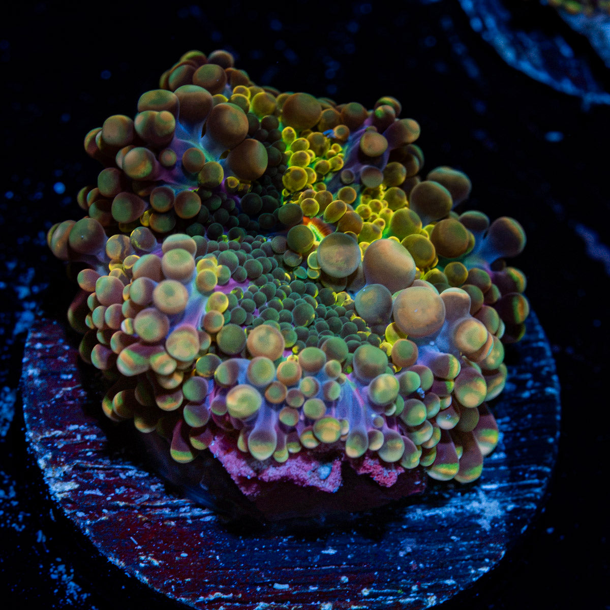 Rainbow yuma Mushroom Coral with colorful mushroom disc in reef aquarium