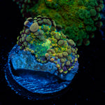 Rainbow yuma Mushroom Coral with colorful mushroom disc in reef aquarium