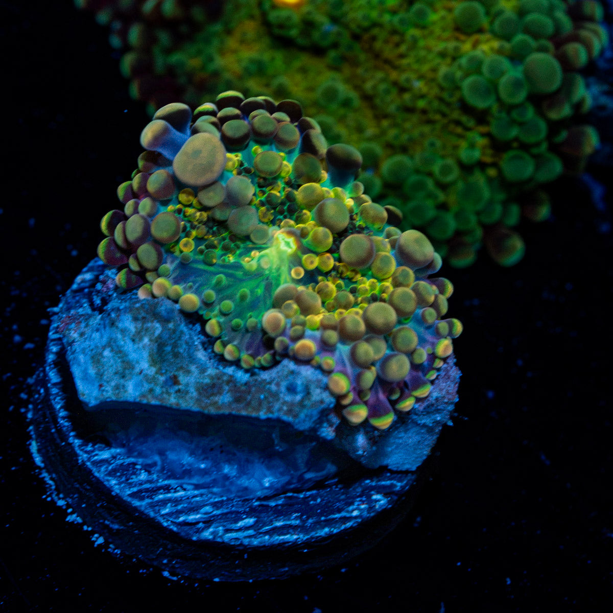 Rainbow yuma Mushroom Coral with colorful mushroom disc in reef aquarium