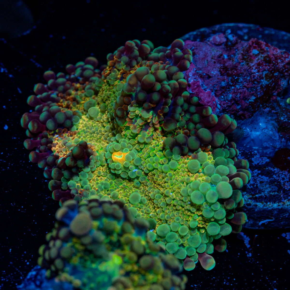 Rainbow yuma Mushroom Coral with colorful mushroom disc in reef aquarium