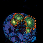 Blueberry Yum Yum Zoanthid Coral with colony growth in reef aquarium