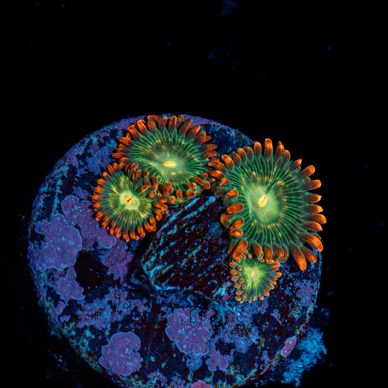 Blueberry Yum Yum Zoanthid Coral with colony growth in reef aquarium