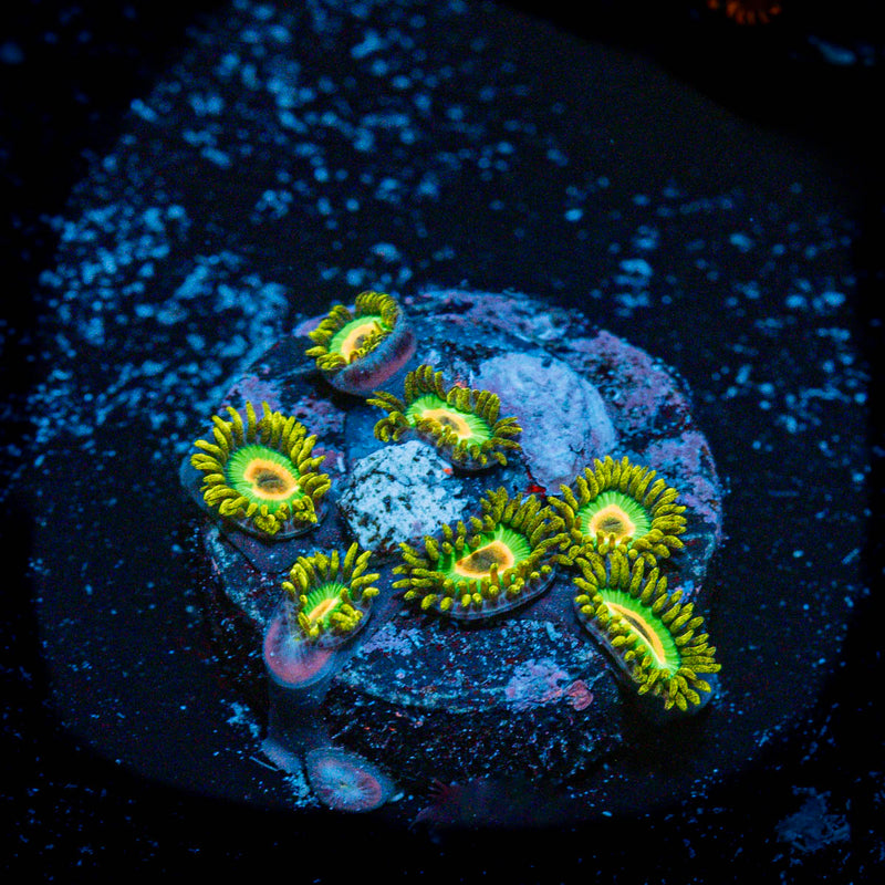 Rasta Zoanthid Coral with colony growth in reef aquarium