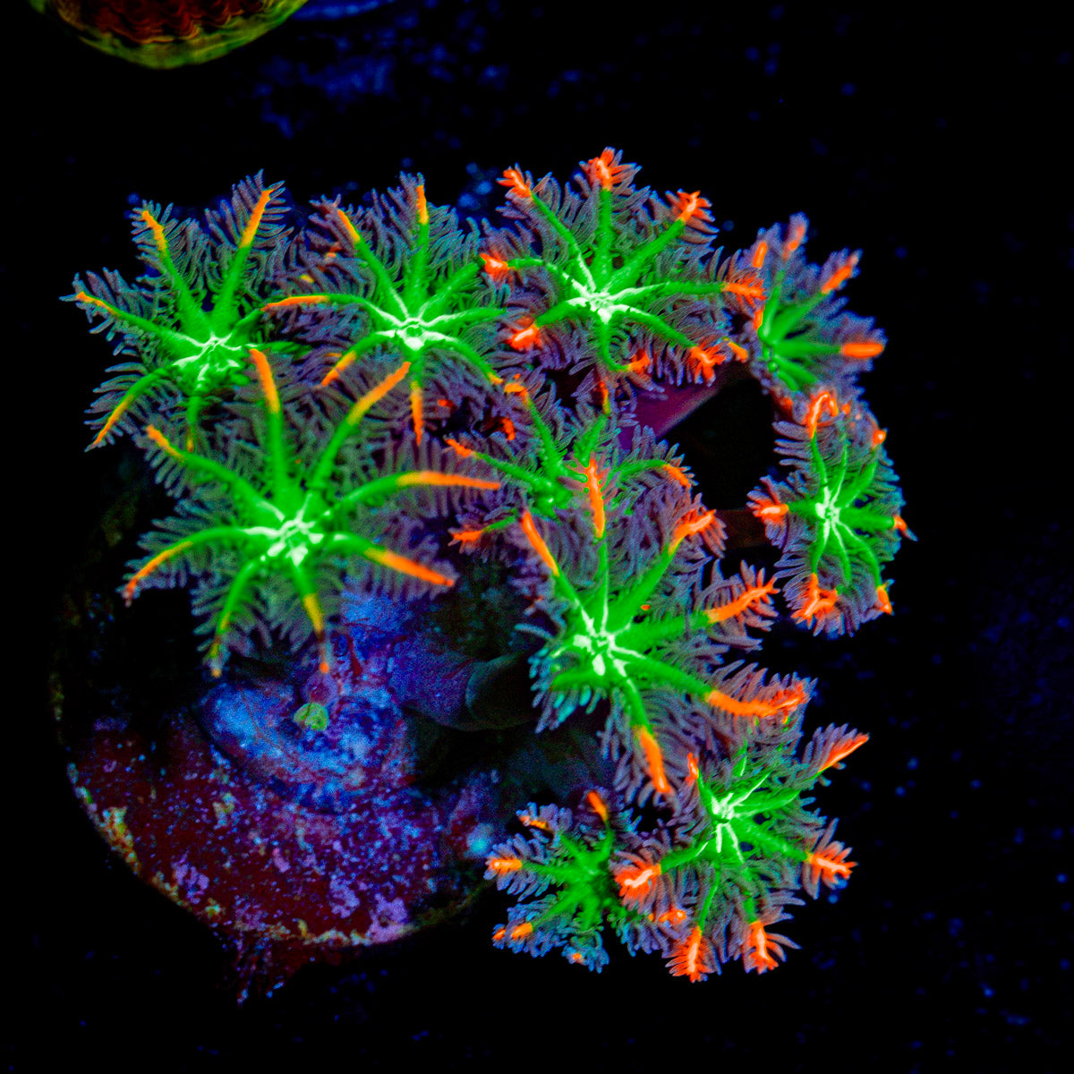 ARC Firework Clove Polyps with soft coral colony growth in reef aquarium