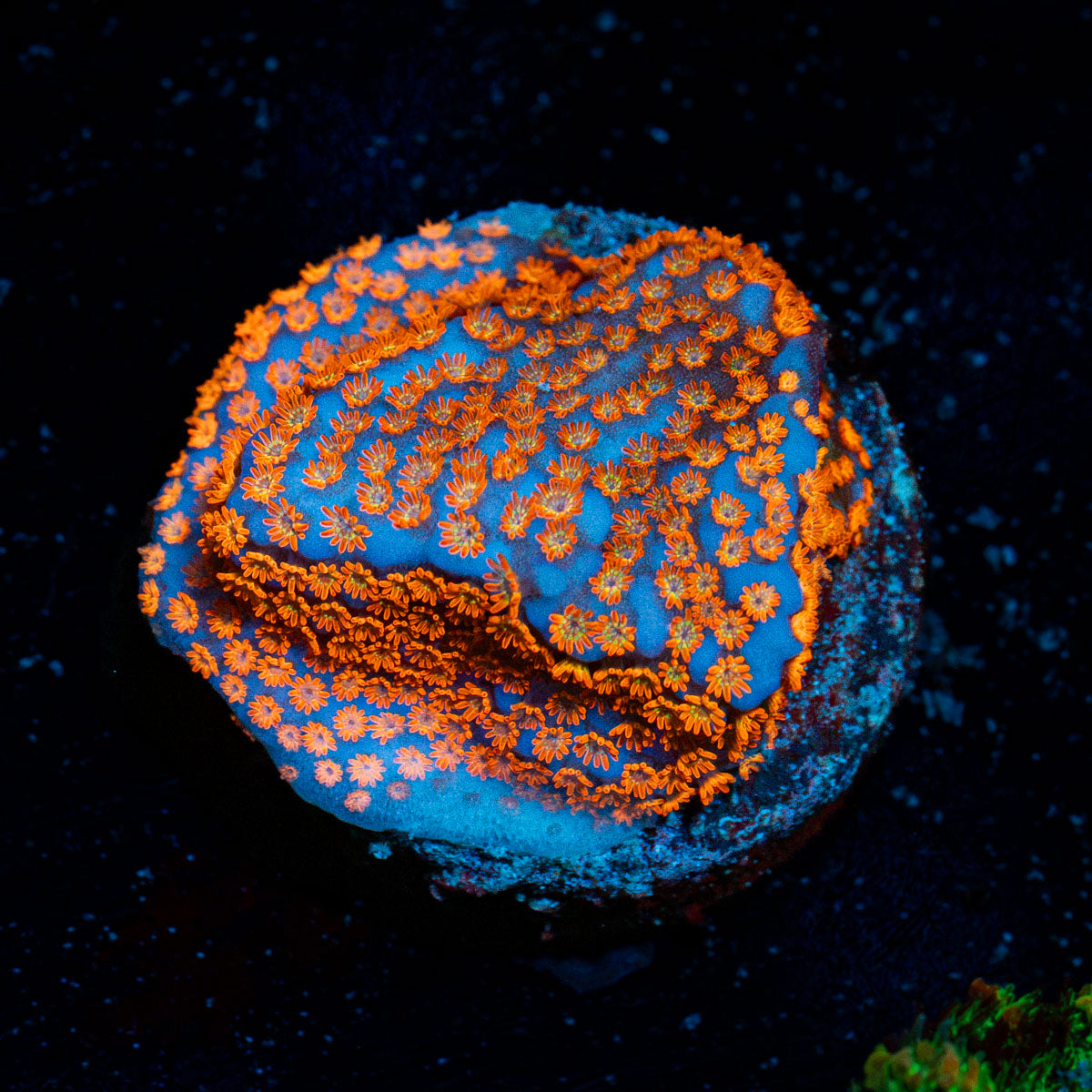 Superman Montipora Coral with branching growth in reef aquarium