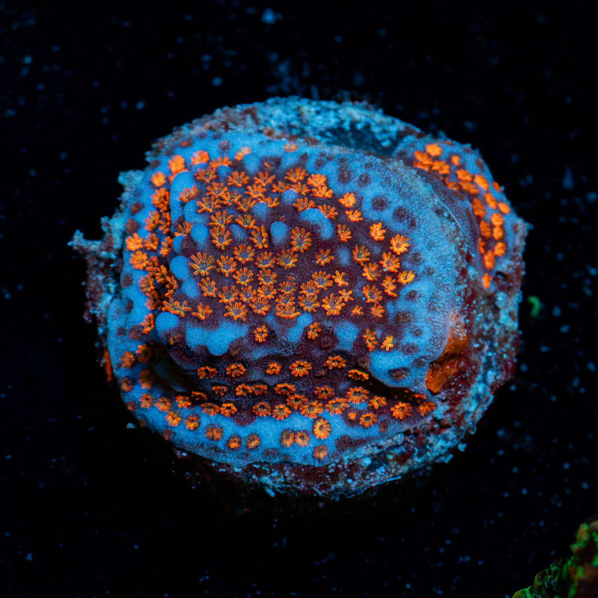 Superman Montipora Coral with branching growth in reef aquarium